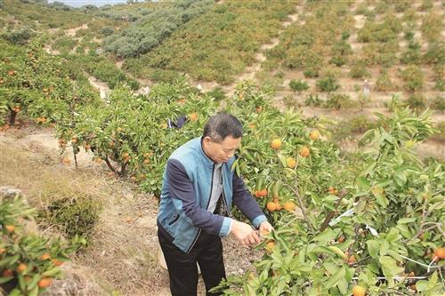 台州涌泉蜜橘价涨20%，你买单了吗？