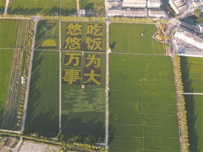 借力“藏粮于地” 助推“藏富于民”  平阳 让“中国饭碗”装上更多“平阳粮”