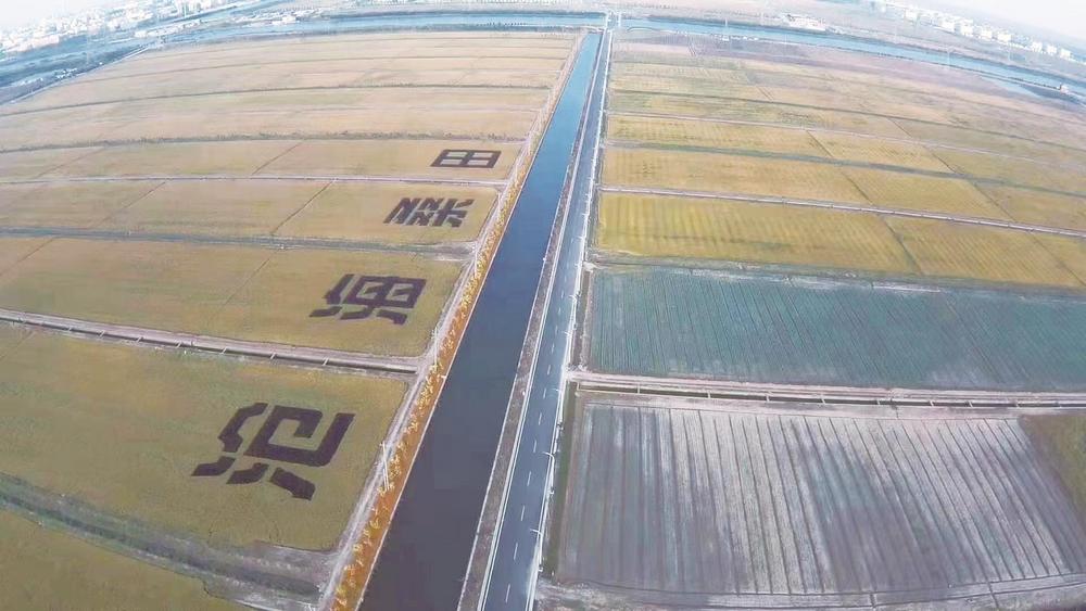 嵊州农民“父子兵”十余年坚守，用汗水浇灌希望 盐碱地上稻花香