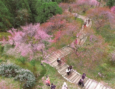 楠溪江旁 花开梅园  永嘉梅花文化旅游节启幕