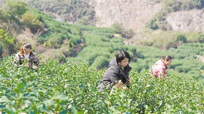 “浙江第一早”乌牛早昨开采  预计10天后进入全面采摘期