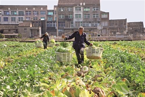 冬春菜出现大滞销，批发价比成本还低 温岭箬横9000亩 大白菜苦等“出路”
