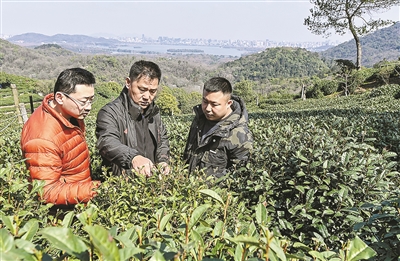 “茶二代”跟着炒茶大师来巡山 龙井春茶预计3月中下旬“上新