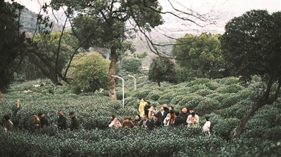 茶未来，人先到 龙井茶村的“头一口鲜”迎来“开门红”