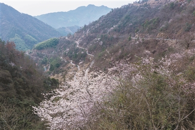 好风景带来“好钱景” 建德“万亩野樱”解锁“共富”新路径
