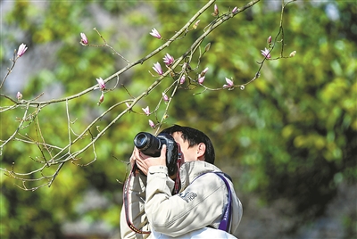 “望春”已开 春天将来 杭州植物园网红玉兰花与你相约