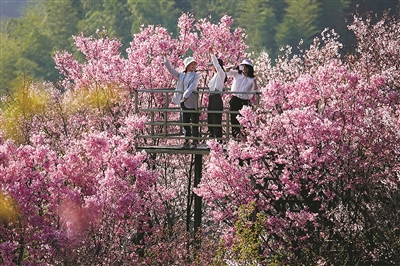 美丽乡村 樱花浪漫