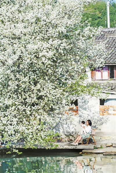 一树梨花，美了村景富了民