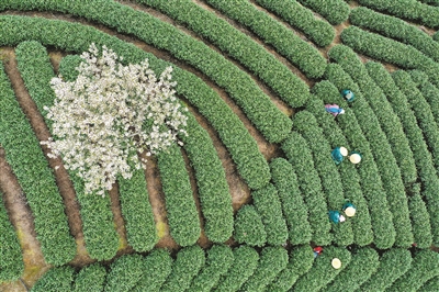 万亩茶山 清悠味道