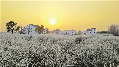 千年古战场变身共富基地 桐乡举办槜李文化节