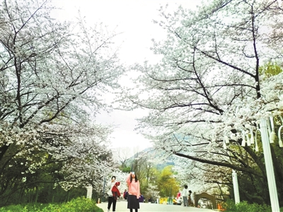 烂漫樱花 热闹市集 来少儿公园赴一场踏春之旅