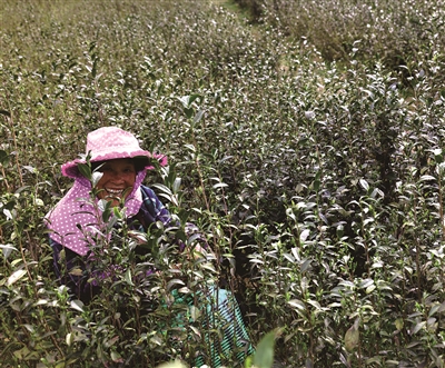 春分赶农事抢好茶