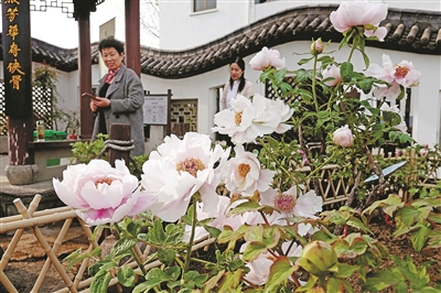 普宁牡丹 花王绽放又一春