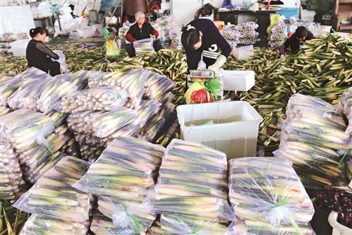 北洋：头茬“清水”茭白上市