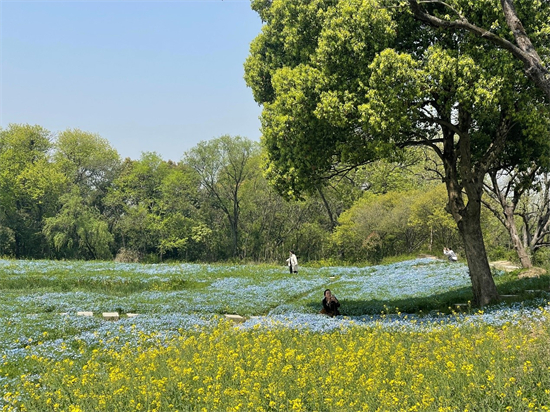 西溪湿地花朝节如约而至 五千平幌菊开成蓝色海洋