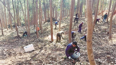 种下中草药 走上共富路 双浦林下经济拓展产业链