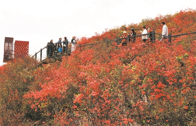 杜鹃花开迎客来