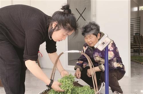 老茶厂“复活”，解了茶农销路之忧  春到朱溪茶飘香