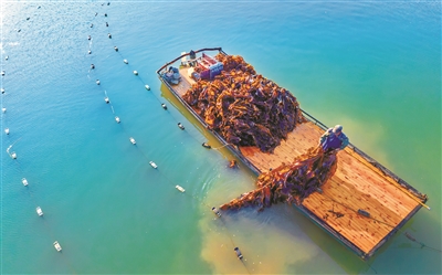“海上牧场” 迎来海带丰收季