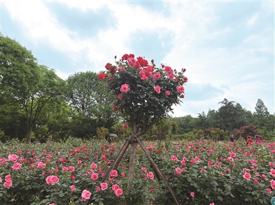 周三开始转晴 杭州月季花展开幕