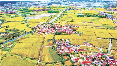 丰收大地美如画