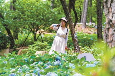 临平公园：59种绣球花等你来打卡