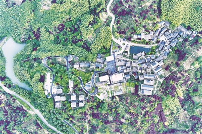 让更多的人看见五针松盆景  奉化三十六湾村 开了家非遗民宿