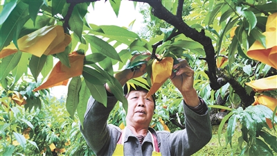 小套袋大用场 奉化水蜜桃换“新装”
