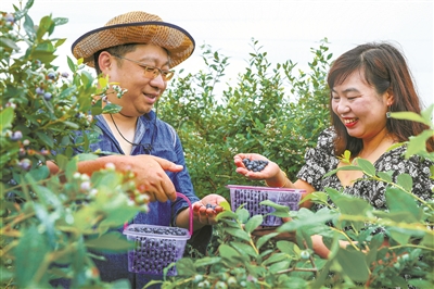蓝莓长成“致富果”