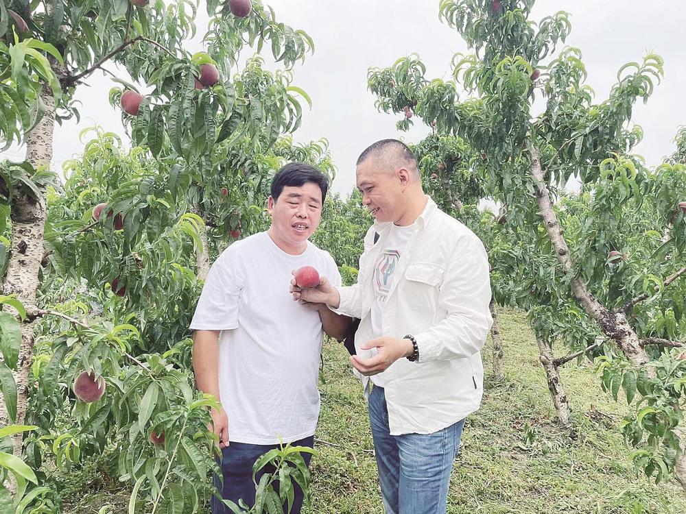 5位网络达人走进孙端果园 网上吆喝 让“黑桃”红起来