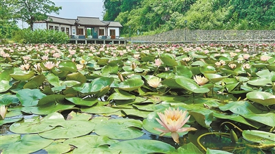 花期长达5个月，可赏可食用 安吉神奇的“香水莲花”