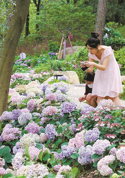 月月有花香 四季有“图鉴”