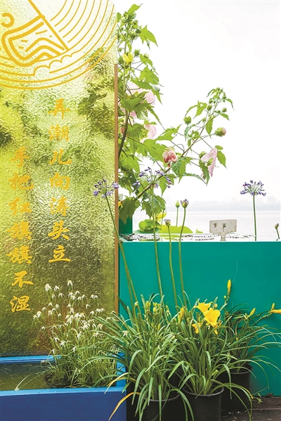 “好运莲莲”迎亚运 三潭印月睡莲展精彩开启