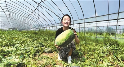 平湖将西瓜产业做到了极致 1只西瓜卖一百元 