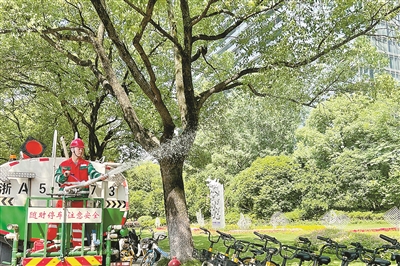 智慧滴灌 挂水袋法 一苗木一方案 让植物安全度“夏” 杭州这样抗旱保“绿”