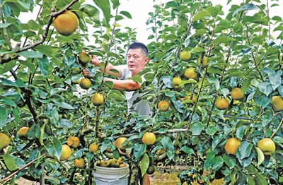宁海洋湖翠冠梨上市