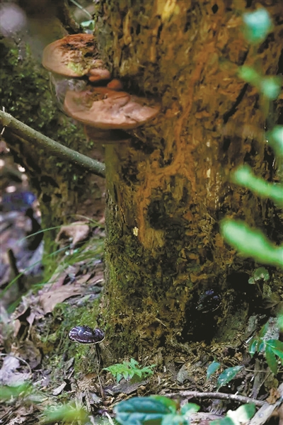 千岛湖发现 野生紫灵芝种群