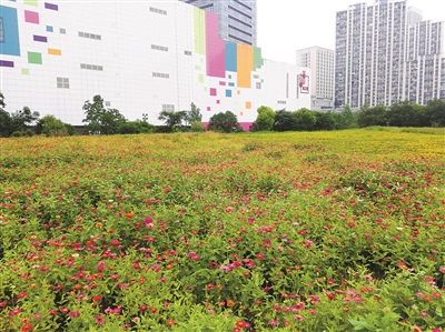 携手迎亚运 扮靓“东大门” 海宁杭海新区打造杭州“最美交界地”
