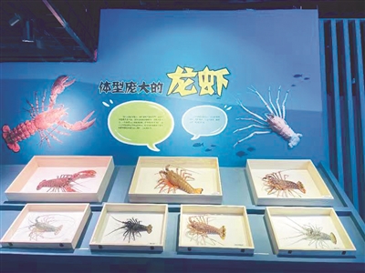 浙江自然博物院特展上新 300余海底“刺客”等你来看