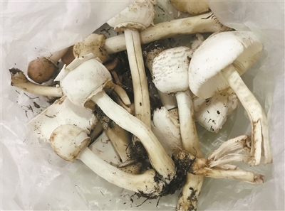 野蘑菇不能吃 误食后这样自救