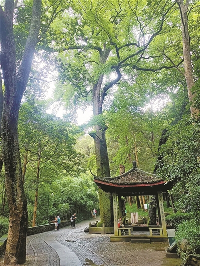 第三届长三角古树名木保护论坛召开 杭州首批古树名木CityWalk线路图发布