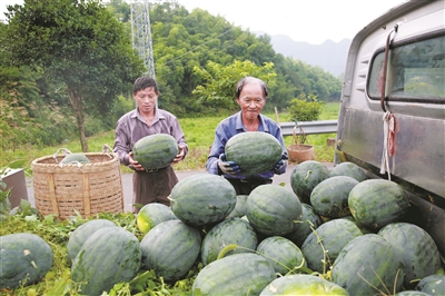 一只高山西瓜的“进城”路 这个夏天，临安瓜界“顶流”是怎样炼成的？
