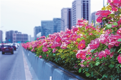 “空中花廊”让你眼“花” 9月20日全城高架月季或将迎来盛花初期