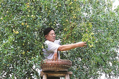 “摇钱树”又“摇”回来了 淳安重振南枣产业为留守老人增收