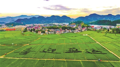 千亩稻田话丰收 稻花香里迎亚运