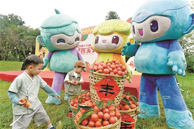 “喜柿”连连庆丰收！西溪湿地喊你来摘火柿子