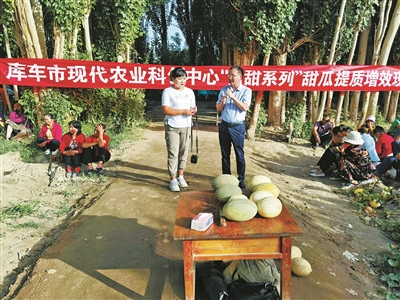 “团结瓜”后又现“共富瓜”  宁波援疆，让库车农民圆了甜蜜梦