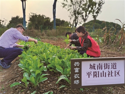 “共富菜园”里又上新啦 “小菜地”奏响社区共融“大乐章”