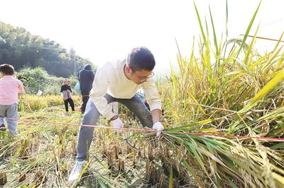 立足资源禀赋构筑“向往的生活” 桐庐旧县合岭村做活绿色经济迎来好“丰”景