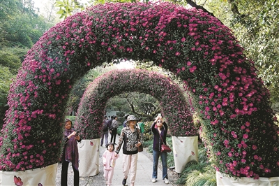 随手一拍就能“出片” 来杭州植物园享受一场菊花盛宴
